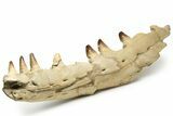 Partial Mosasaur Jaw with Seven Teeth - Morocco #225330-2